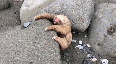 Predators Near Baby Sloth in Costa Rica: A Heroic Rescue Story