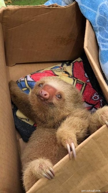Predators Near Baby Sloth in Costa Rica: A Heroic Rescue Story