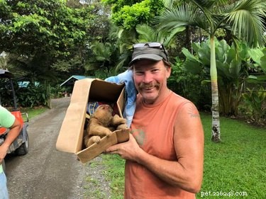 Predators Near Baby Sloth in Costa Rica: A Heroic Rescue Story