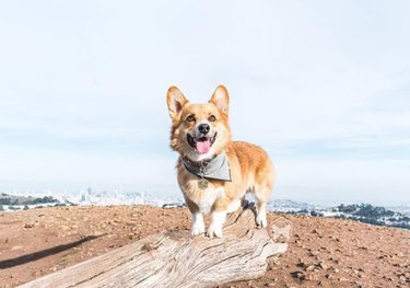 Corgi Shares a Game‑Changing Bed Hack That Will Revolutionize Your Sleep Routine