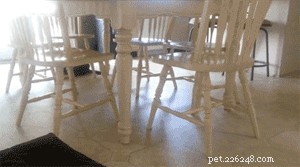 When a Fox Goes on a Weekend Zoomie—Why We All Love This Playful Moment