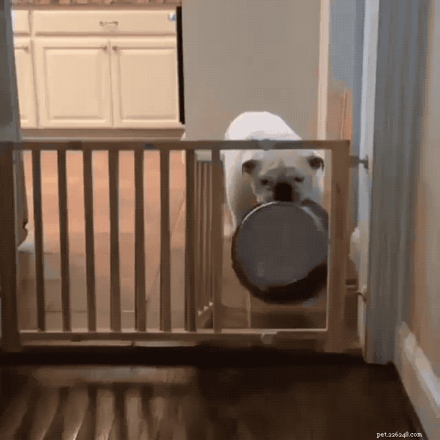 31 Clever Animal GIFs Showcasing Unbelievable Intelligence