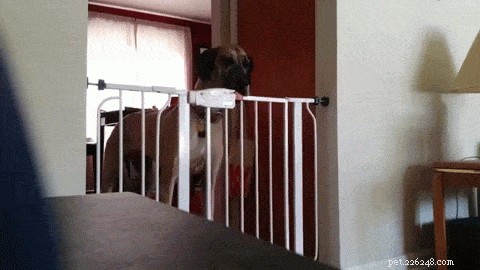 31 Clever Animal GIFs Showcasing Unbelievable Intelligence
