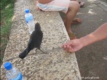 31 Clever Animal GIFs Showcasing Unbelievable Intelligence