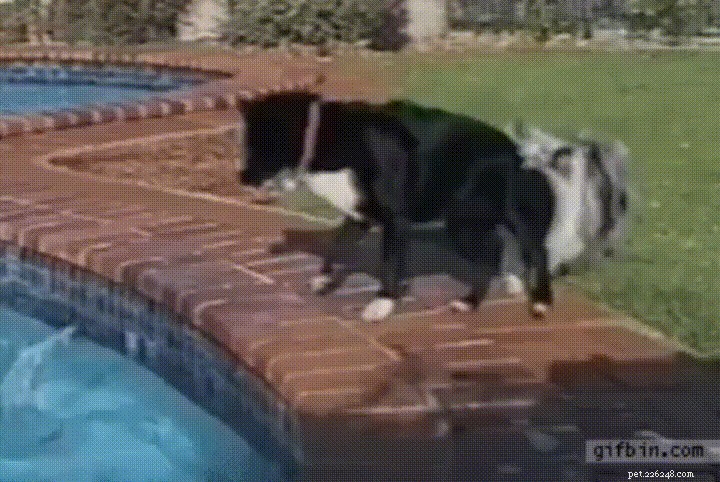 31 Clever Animal GIFs Showcasing Unbelievable Intelligence