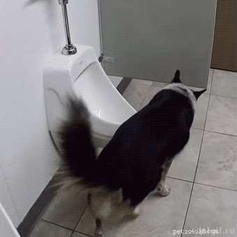 31 Clever Animal GIFs Showcasing Unbelievable Intelligence