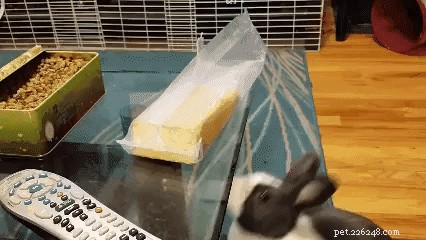31 Clever Animal GIFs Showcasing Unbelievable Intelligence
