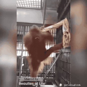 31 Clever Animal GIFs Showcasing Unbelievable Intelligence