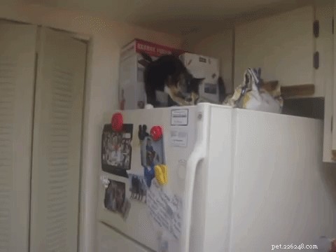 31 Clever Animal GIFs Showcasing Unbelievable Intelligence