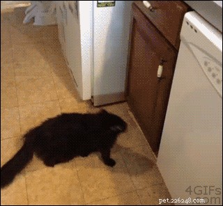 31 Clever Animal GIFs Showcasing Unbelievable Intelligence