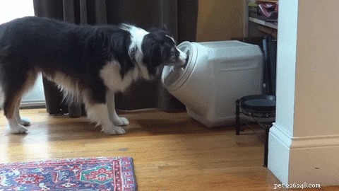 31 Clever Animal GIFs Showcasing Unbelievable Intelligence