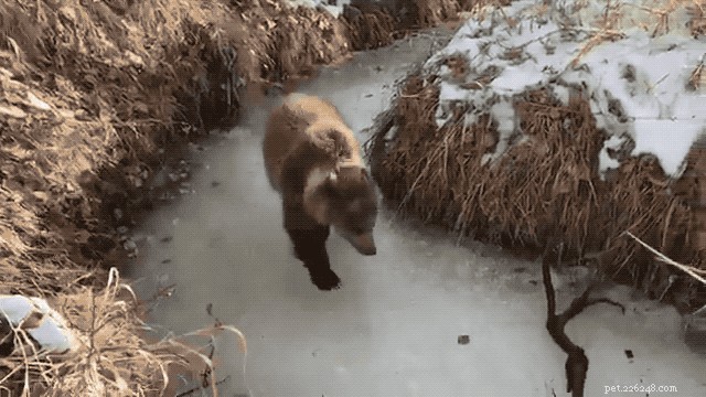 Meet Berkley: A Young Kodiak Bear s Winter Adventure at Discovery Wildlife Park
