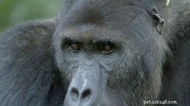 Silverback Gorilla Halts Traffic to Protect His Family