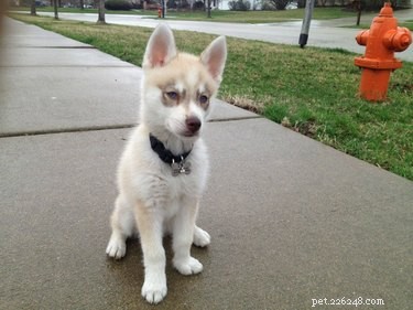 22 Playful Dogs Who’re Unaware of How Leashes Work