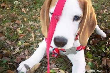22 Playful Dogs Who’re Unaware of How Leashes Work