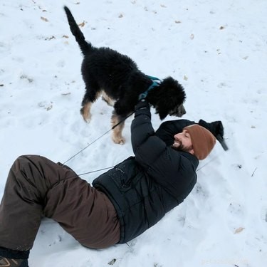 22 Playful Dogs Who’re Unaware of How Leashes Work
