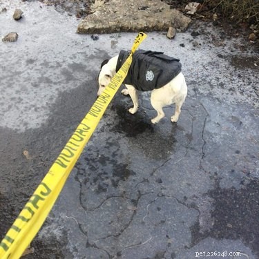 22 Playful Dogs Who’re Unaware of How Leashes Work
