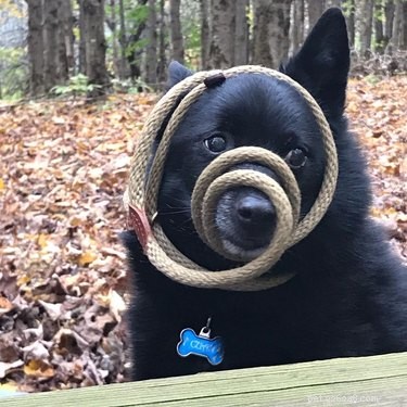 22 Playful Dogs Who’re Unaware of How Leashes Work