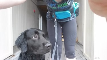 22 Playful Dogs Who’re Unaware of How Leashes Work