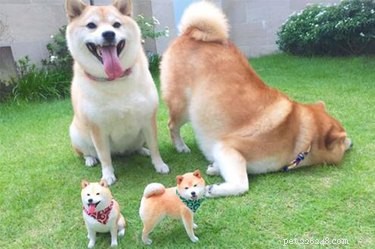 20 Animals That Struggle With Everyday Challenges