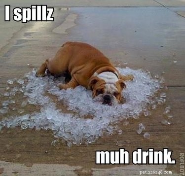 20 Animals That Struggle With Everyday Challenges