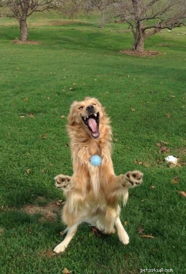 20 Animals That Struggle With Everyday Challenges