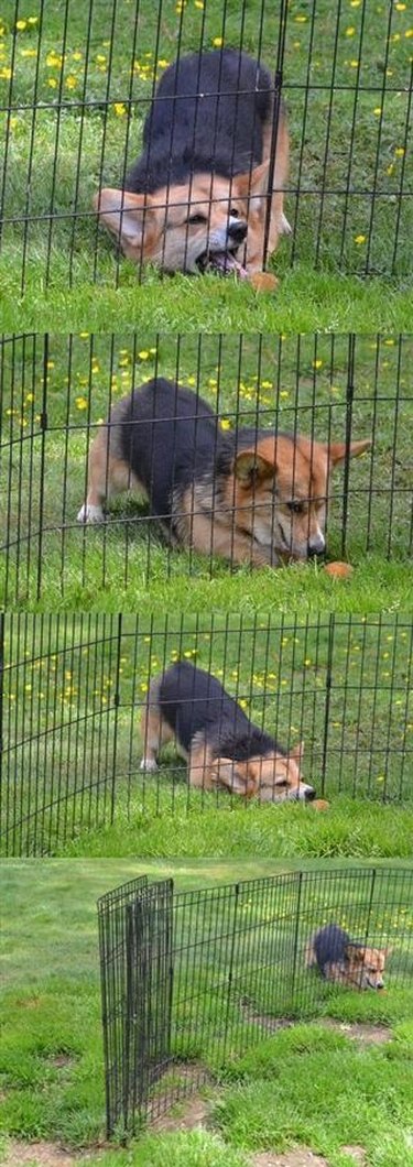 20 Animals That Struggle With Everyday Challenges