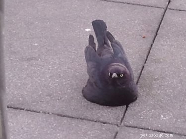 20 Animals That Struggle With Everyday Challenges