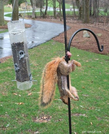 20 Animals That Struggle With Everyday Challenges