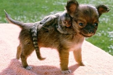 22 Heartwarming Animal Hug Photos You Can t Miss