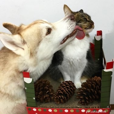 22 Heartwarming Animal Hug Photos You Can t Miss