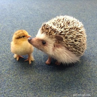 22 Heartwarming Animal Hug Photos You Can t Miss