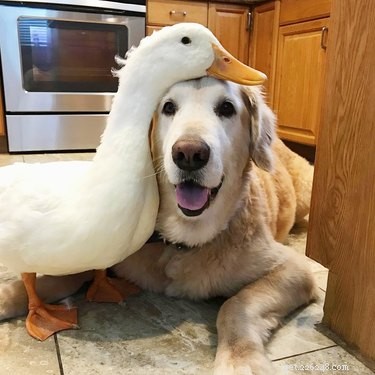 22 Heartwarming Animal Hug Photos You Can t Miss