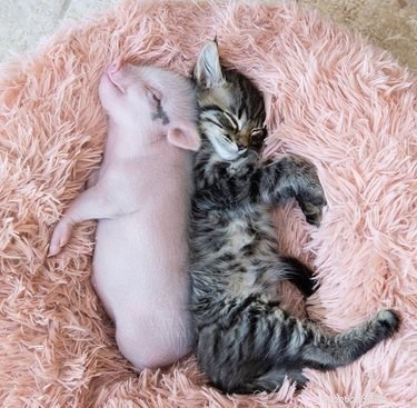 22 Heartwarming Animal Hug Photos You Can t Miss