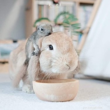 22 Heartwarming Animal Hug Photos You Can t Miss