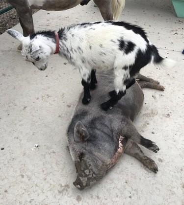 22 Heartwarming Animal Hug Photos You Can t Miss