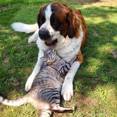 22 Heartwarming Animal Hug Photos You Can t Miss