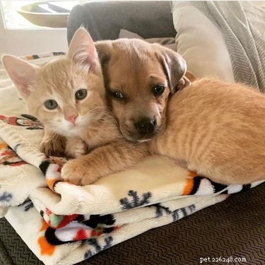 22 Heartwarming Animal Hug Photos You Can t Miss