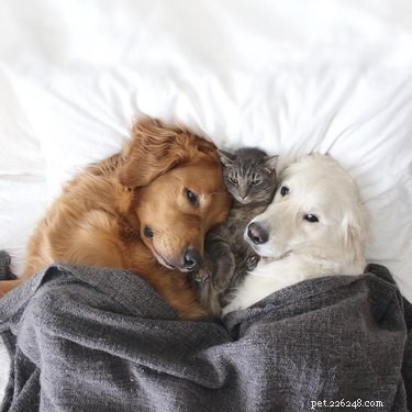 22 Heartwarming Animal Hug Photos You Can t Miss
