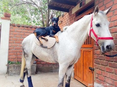 22 Heartwarming Animal Hug Photos You Can t Miss