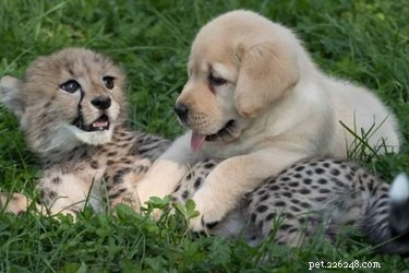 22 Heartwarming Animal Hug Photos You Can t Miss