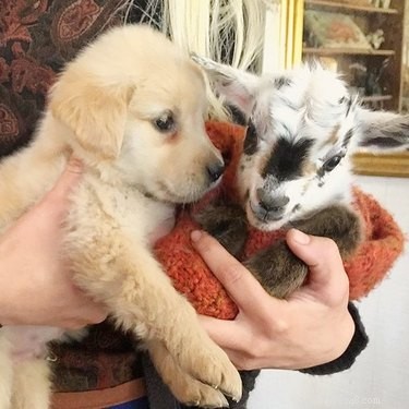 22 Heartwarming Animal Hug Photos You Can t Miss