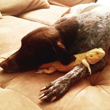 22 Heartwarming Animal Hug Photos You Can t Miss