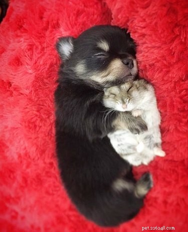 22 Heartwarming Animal Hug Photos You Can t Miss