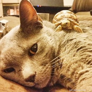 22 Heartwarming Animal Hug Photos You Can t Miss