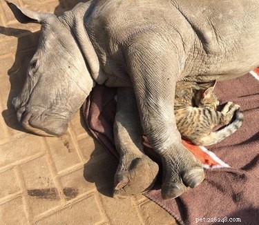 22 Heartwarming Animal Hug Photos You Can t Miss
