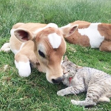 22 Heartwarming Animal Hug Photos You Can t Miss