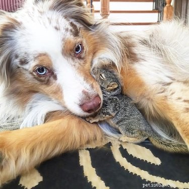 22 Heartwarming Animal Hug Photos You Can t Miss