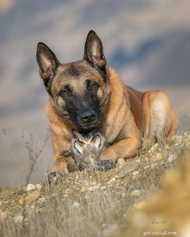 22 Heartwarming Animal Hug Photos You Can t Miss