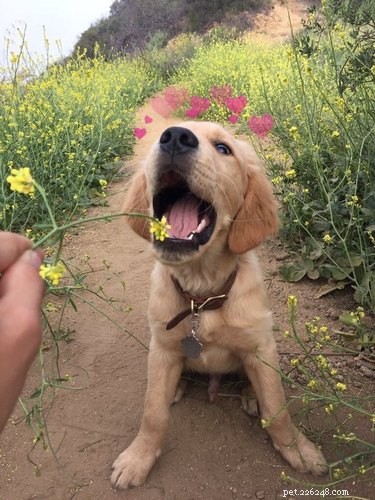 44 Pets That Won t Be Won Over by Snapchat Filters